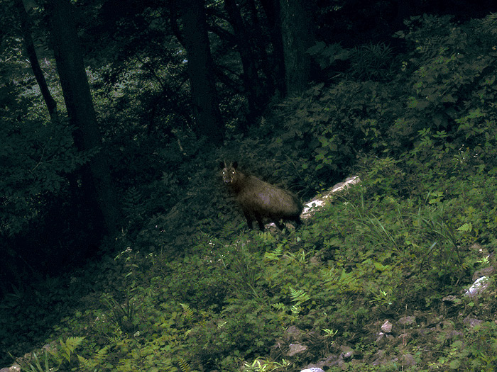 日本鬣羚