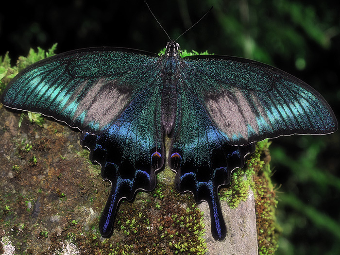 In Papilio maackii
