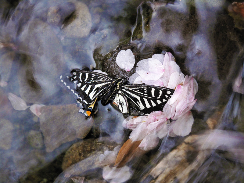櫻花和蝴蝶