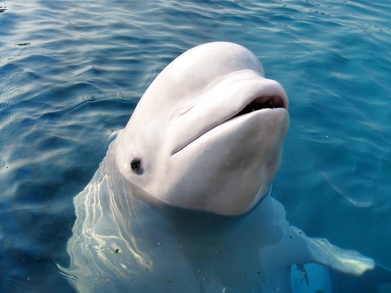 Beluga-Wal