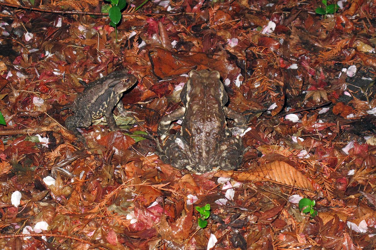 Sakura & A couple of toads