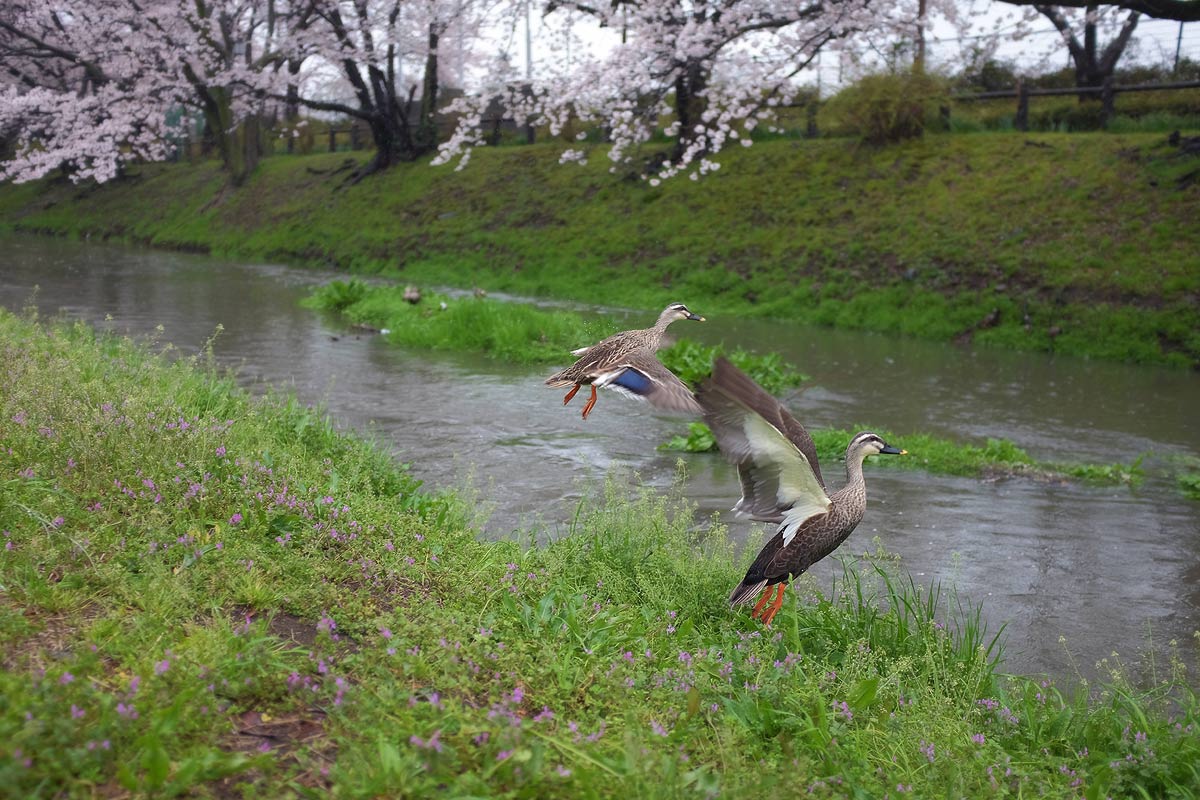 Sakura & Un couple de canards sauvages