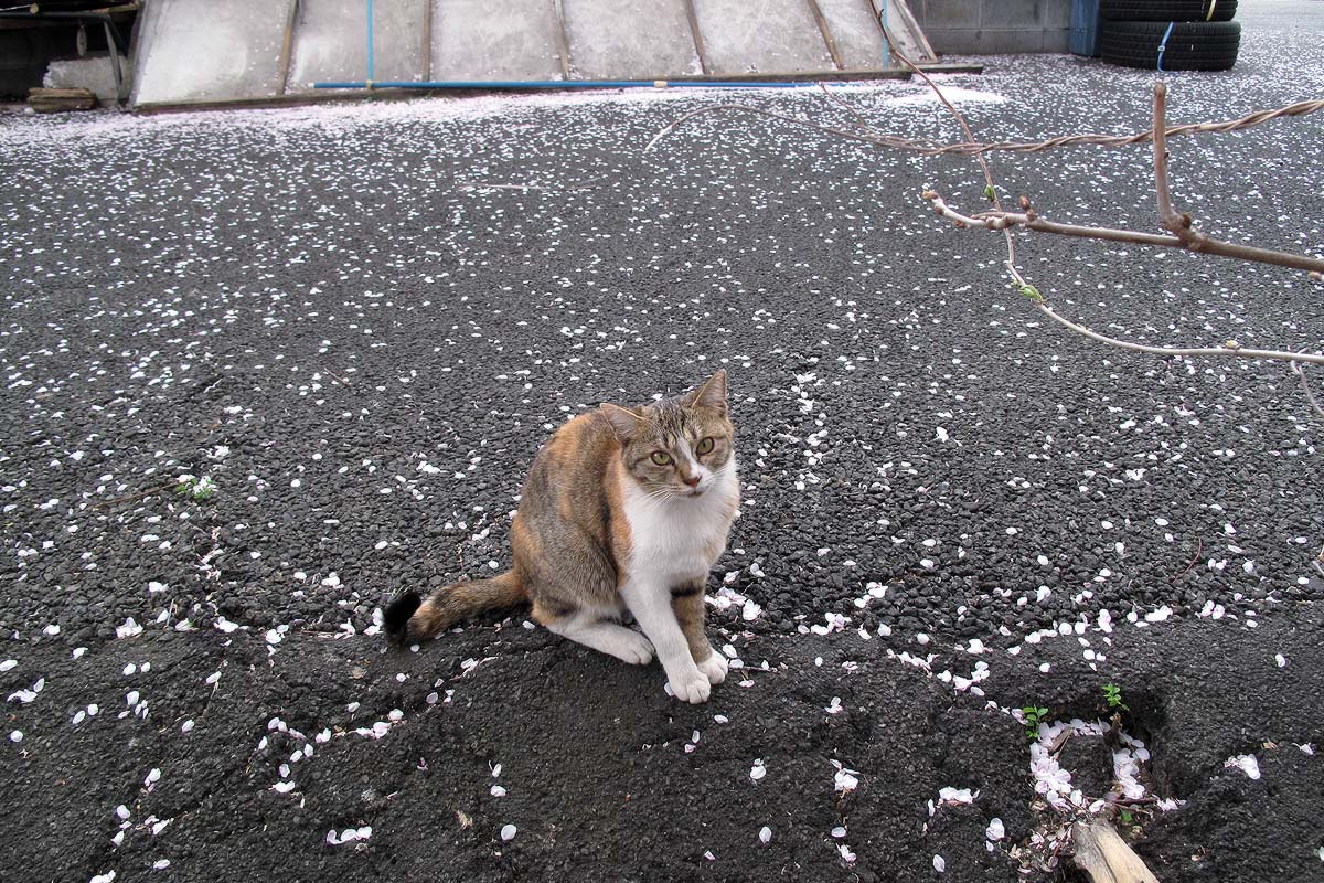 Sakura & A Cat
